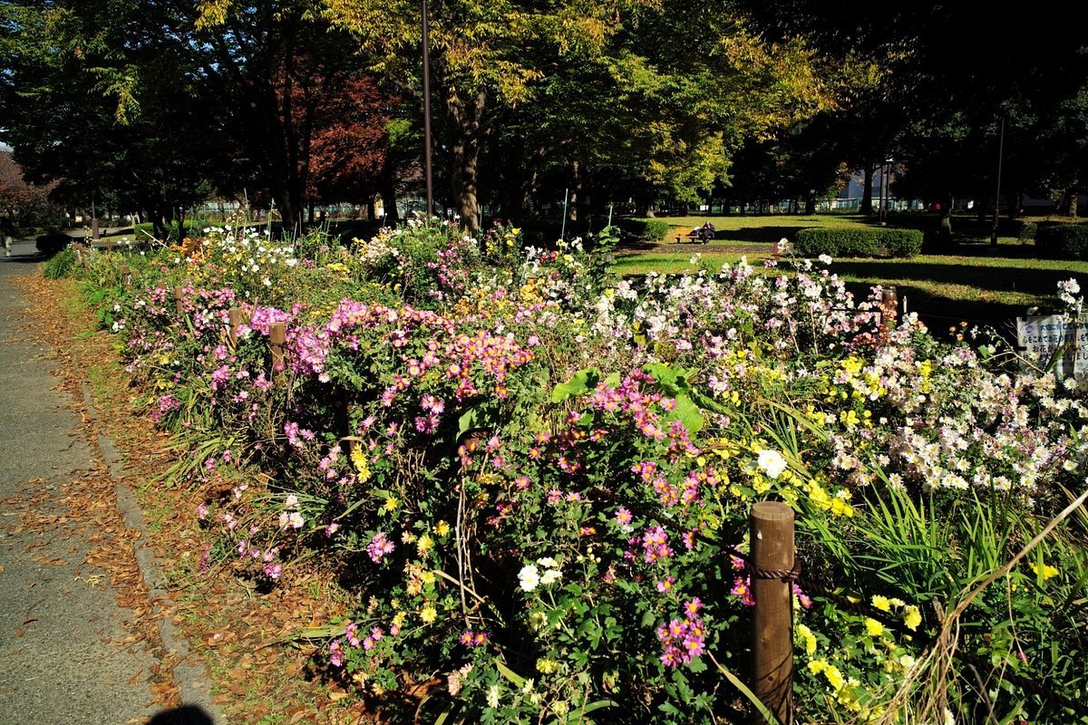 🌳 동백수염 공원(히가시시라히게코엔) 이미지 4